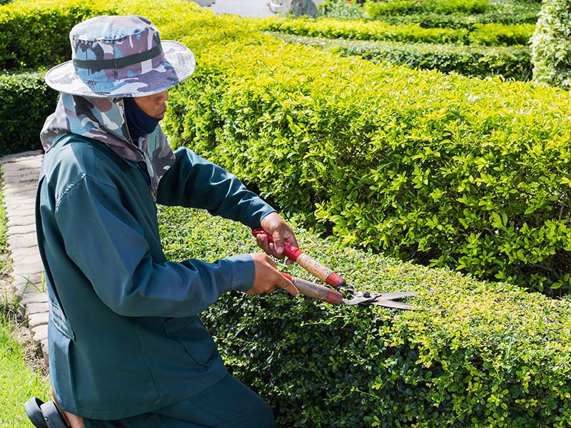 Pruning overgrown branches by Martin Tree Service