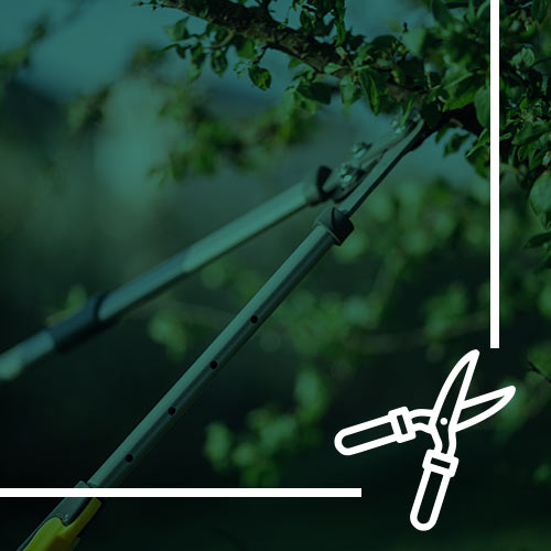 Martin Tree Service team trimming trees safely