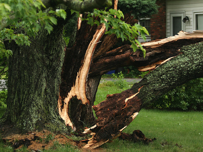 Tree Removal Service in Cape Girardeau, MO
