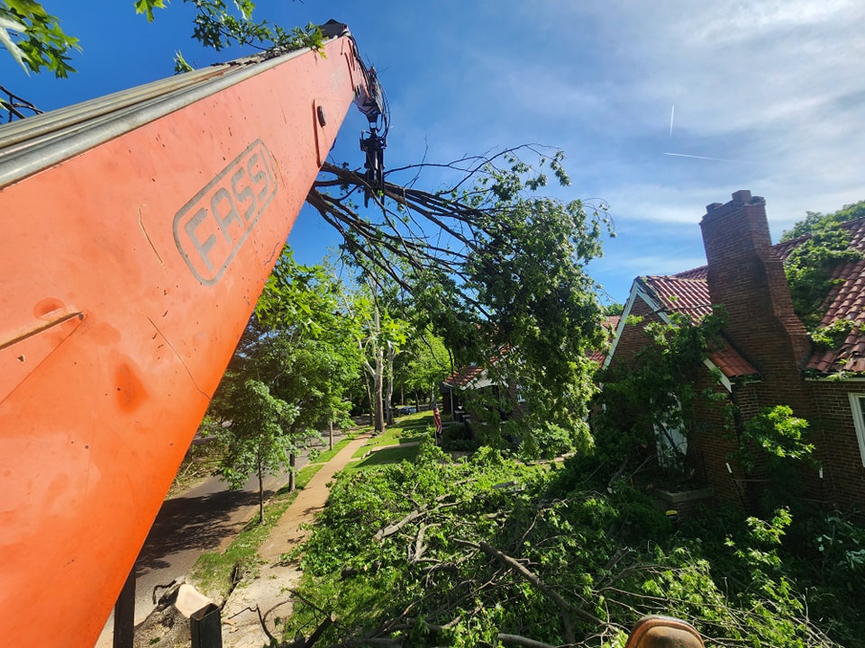Emergency Tree Removal Service in Cape Girardeau, MO