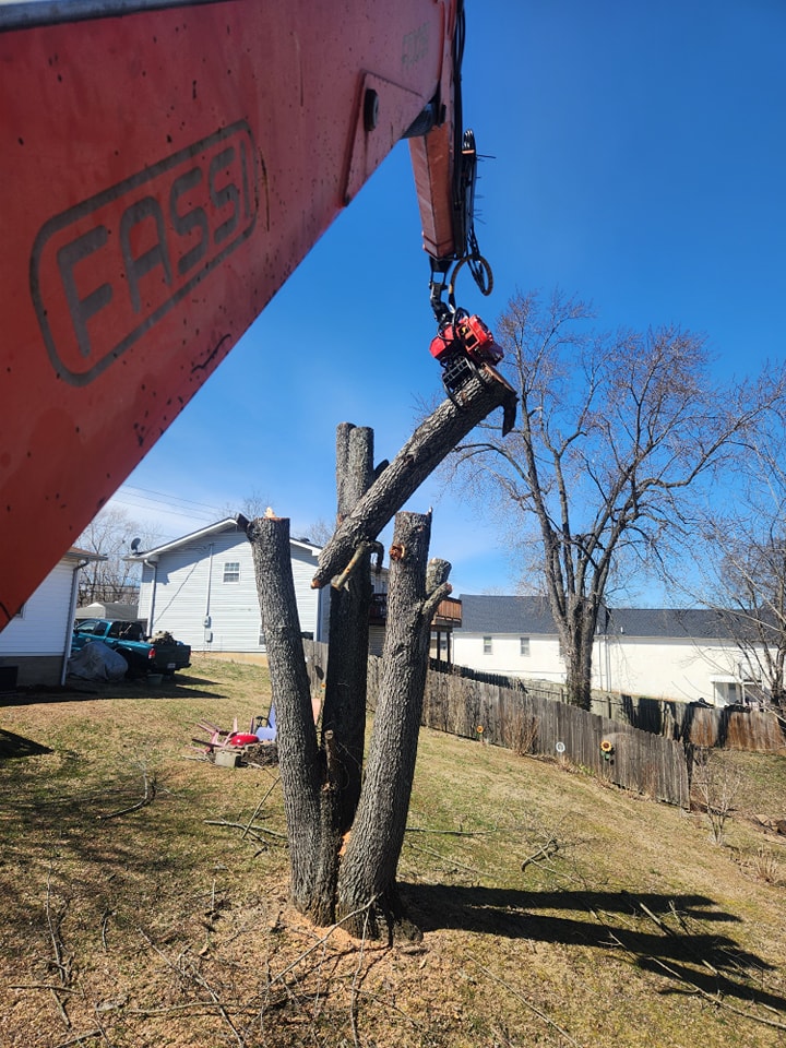 Professional Tree Removal Service in Cape Girardeau, MO for Hazardous Trees