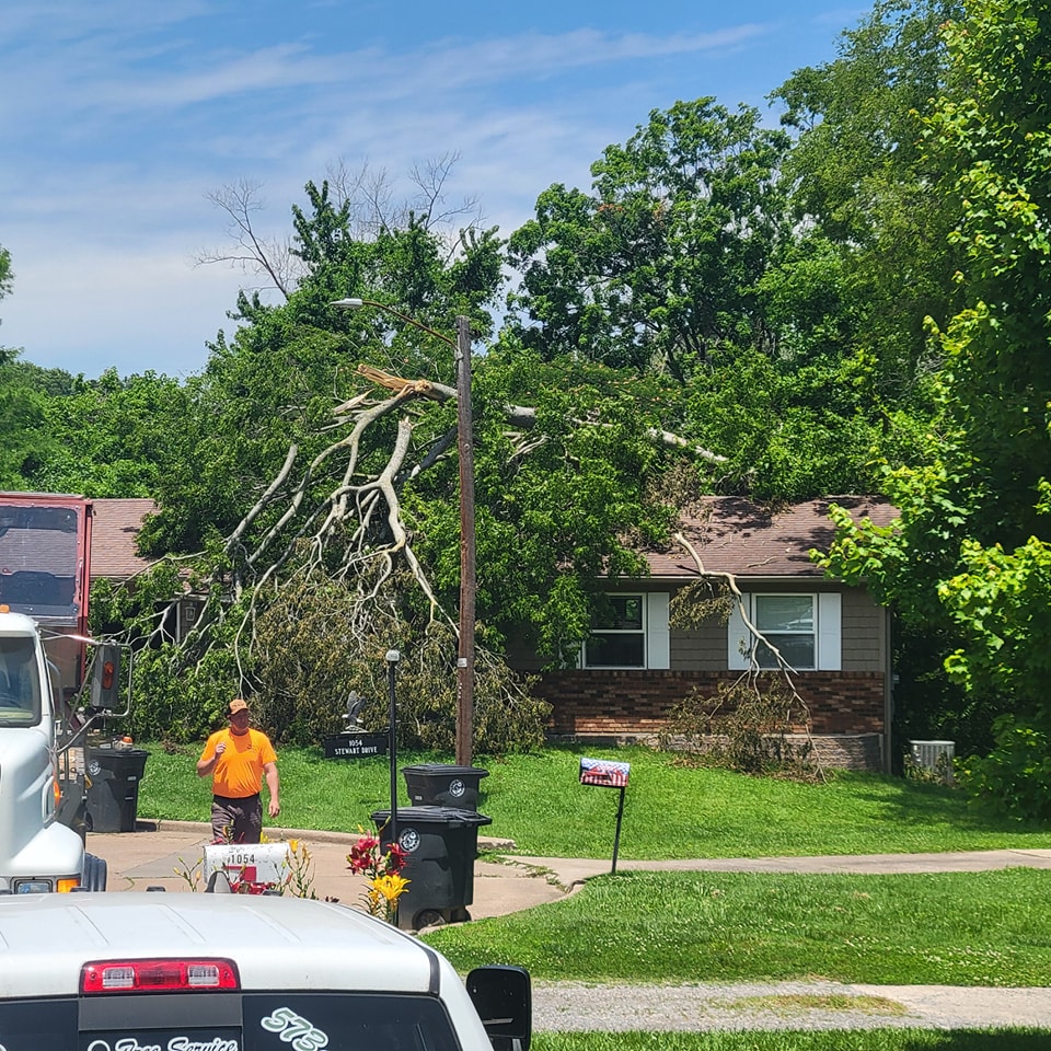 Who Provides Expert Tree Removal Services in Cape Girardeau, MO