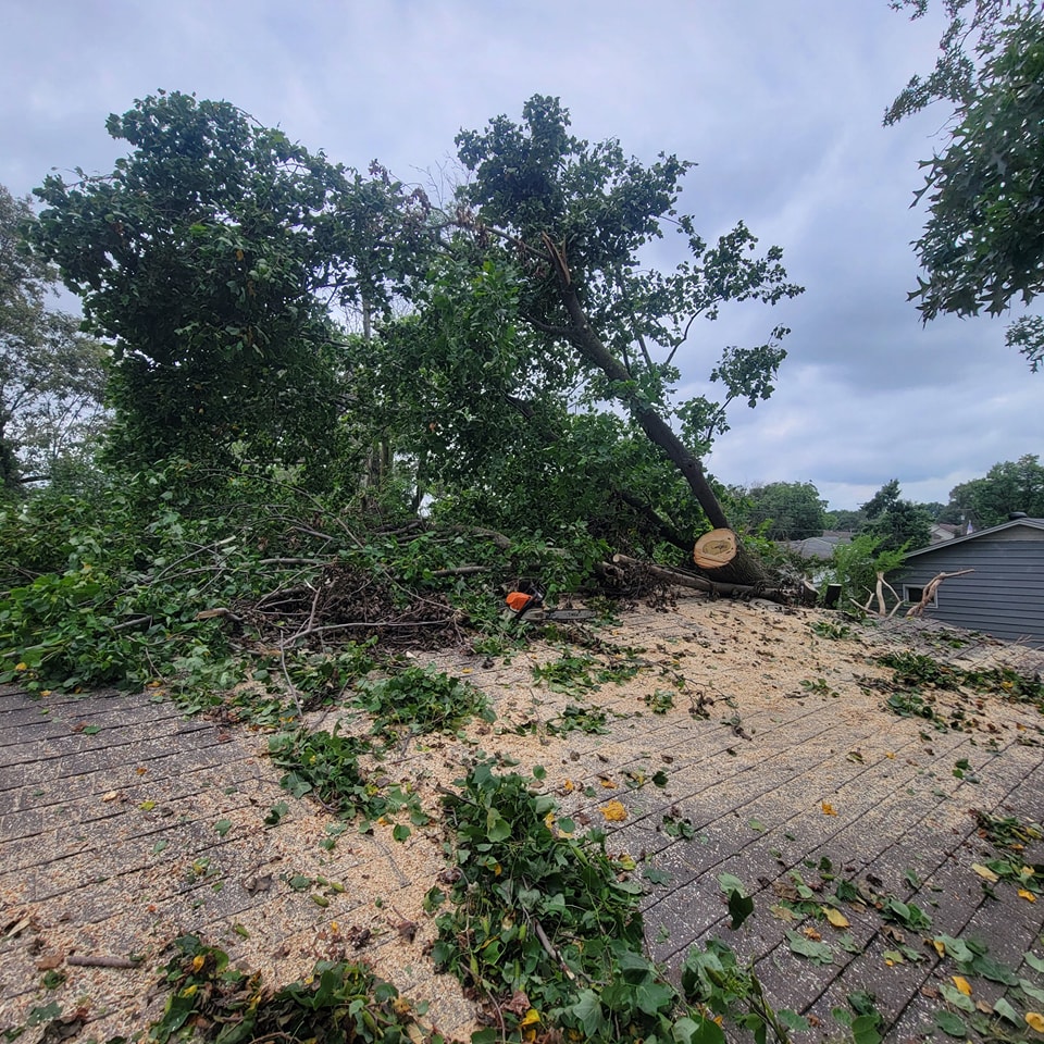 Emergency Tree Services in Cape Girardeau, MO: A Guide for Homeowners
