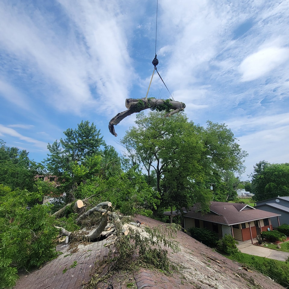 Why You Should Choose Professional Tree Services in Cape Girardeau