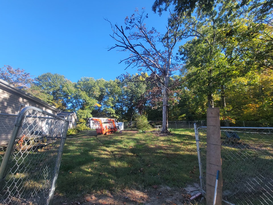 Best Time of Year for Tree Trimming in Cape Girardeau, MO