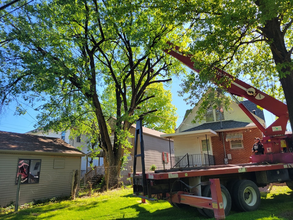Best Time of Year for Tree Trimming in Cape Girardeau, MO