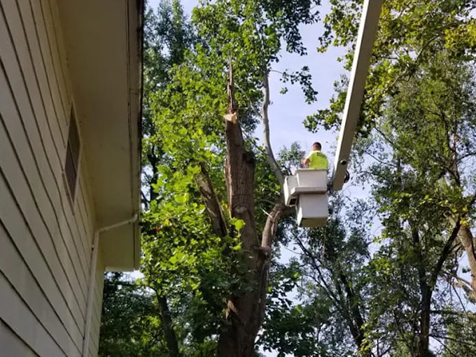 Best Tree Service Company in Cape Girardeau, MO | Martin Tree Service