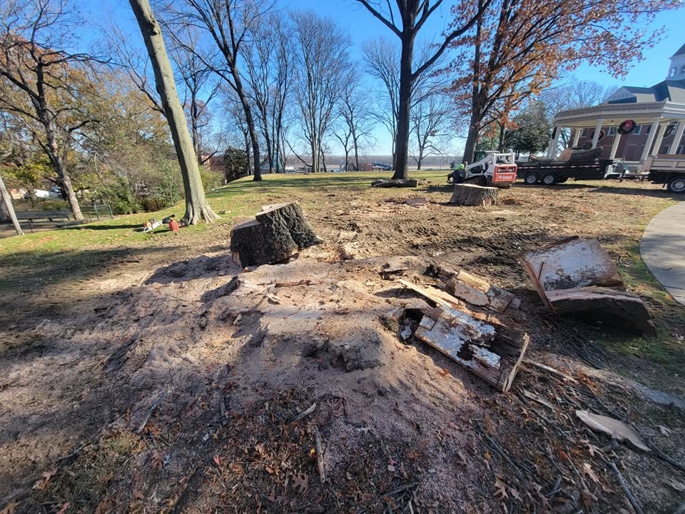 Why Tree Care in Cape Girardeau, MO Matters | Martin Tree Service Experts