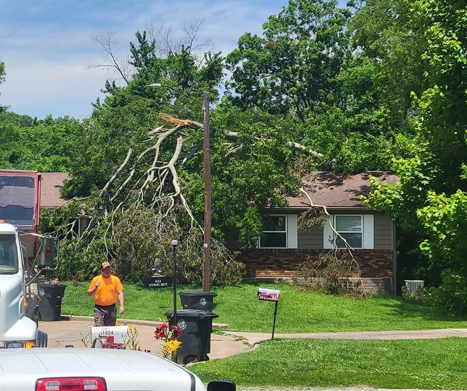 Affordable Tree Removal Cost in Cape Girardeau, MO | Martin Tree Service
