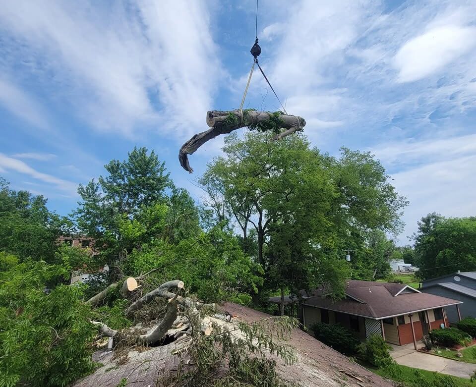 Affordable Tree Removal Cost in Cape Girardeau, MO | Martin Tree Service