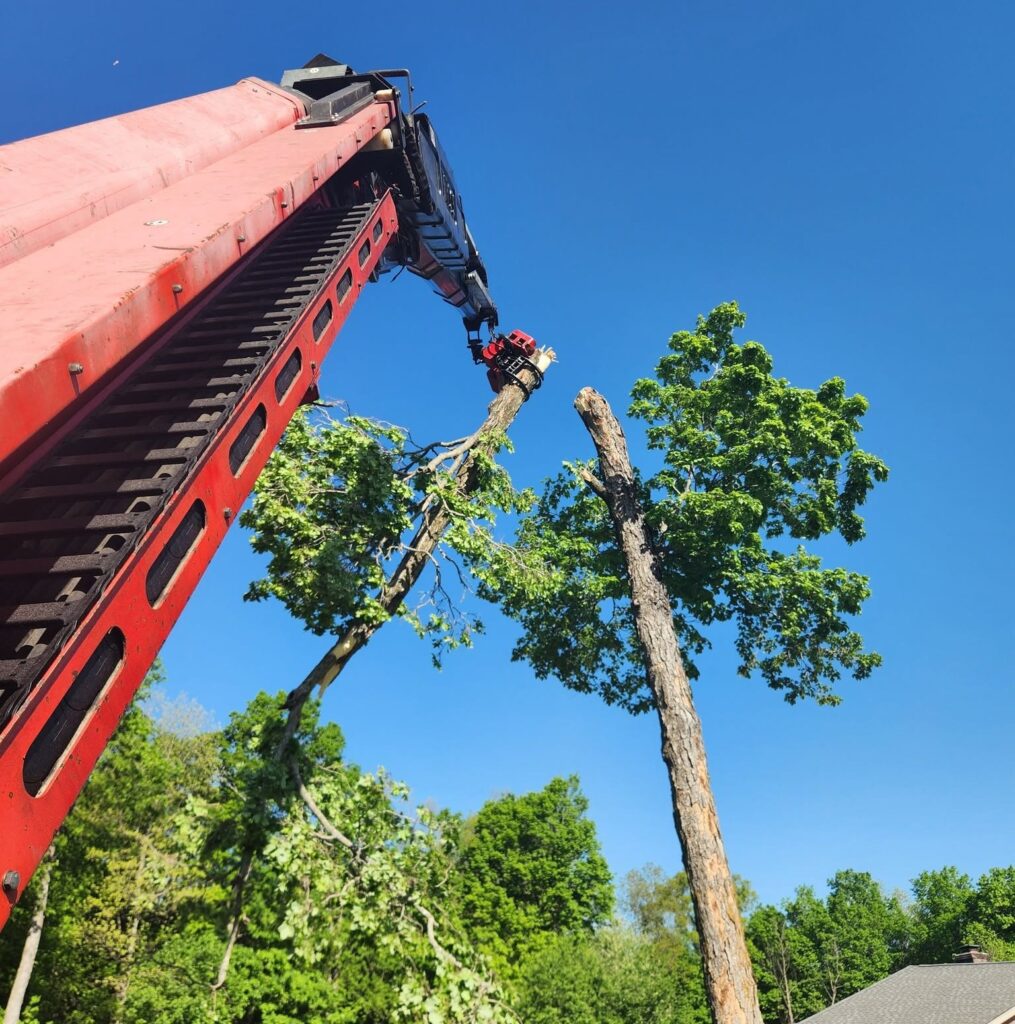 Professional Tree Trimming in Cape Girardeau, MO | Martin Tree Service