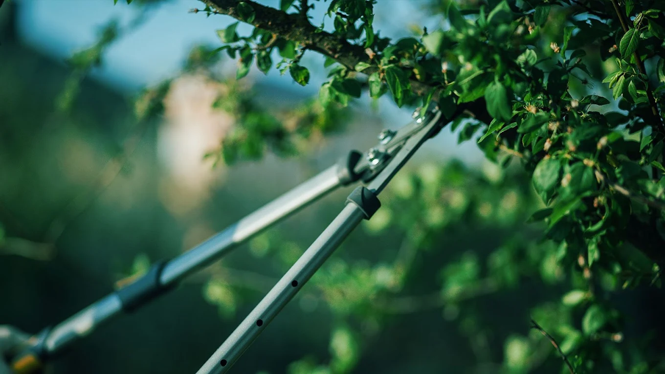 Tree Trimming in Cape Girardeau, MO | Martin Outdoors LLC